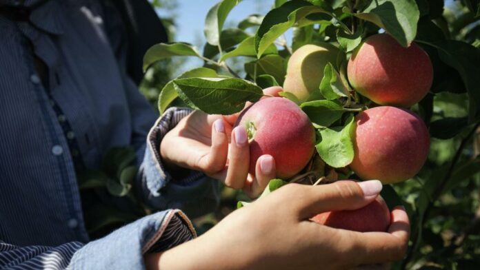 Многообещающая подборка лучших сортов яблонь для успешного выращивания на вашем собственном участке