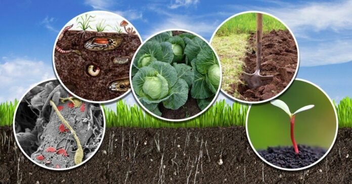 Улучшение уровня плодородия почвы — важные методы и приемы